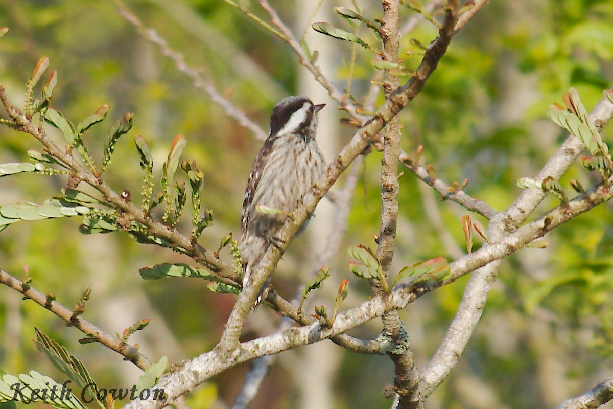 Gray-capped Pygmy Woodpecker - ML255121701