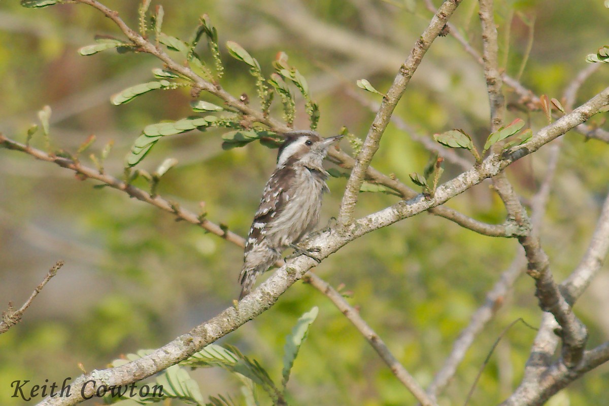 Gray-capped Pygmy Woodpecker - ML255121731
