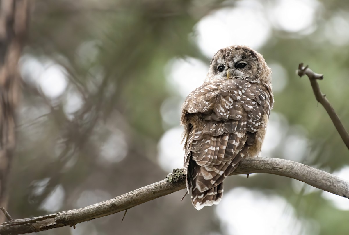 Spotted Owl (Mexican) - ML255123071