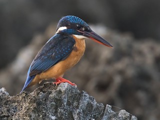 Weibchen (Cobalt-eared) - Lars Petersson | My World of Bird Photography - ML255124351