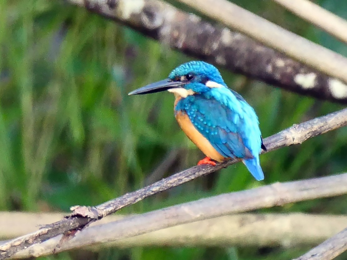 Common Kingfisher (Small Blue Kingfisher) - Josep del Hoyo