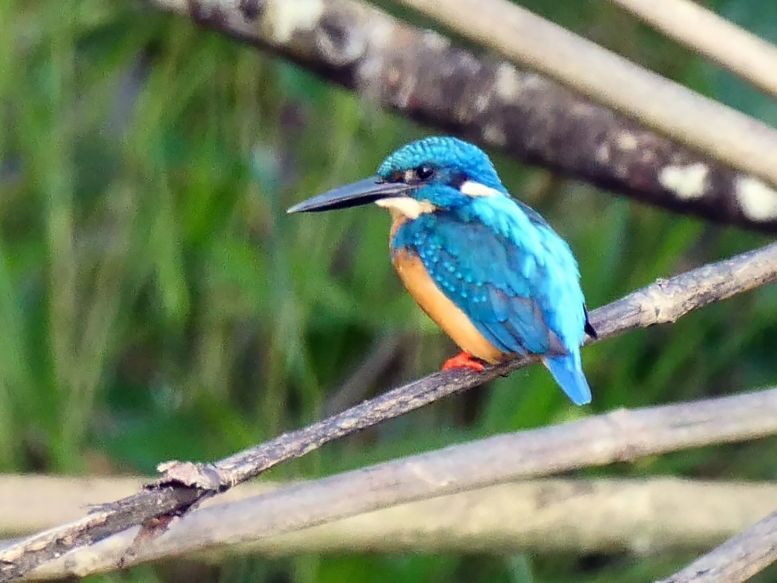 Common Kingfisher - Josep del Hoyo