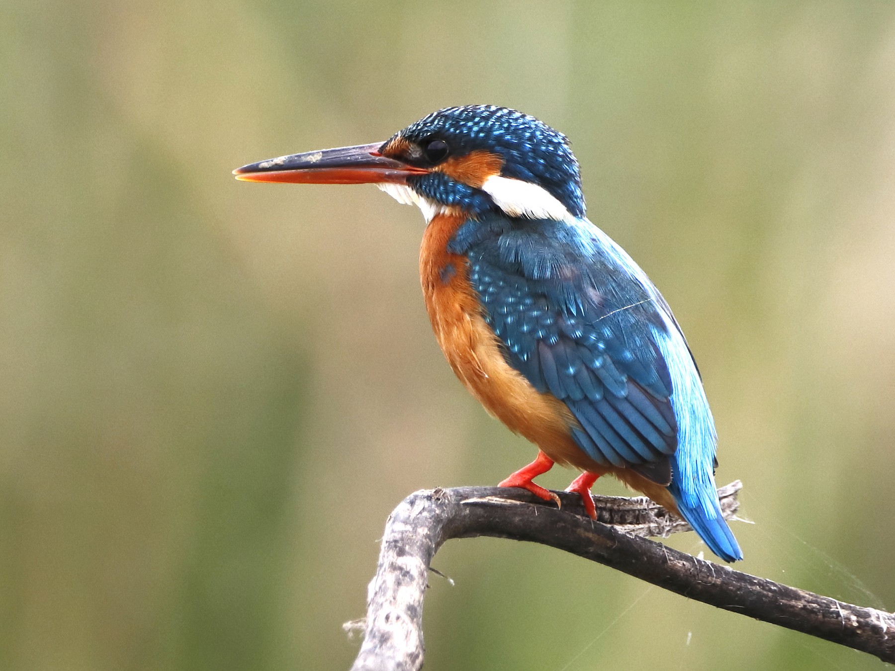 Common Kingfisher - Novelkumar M S