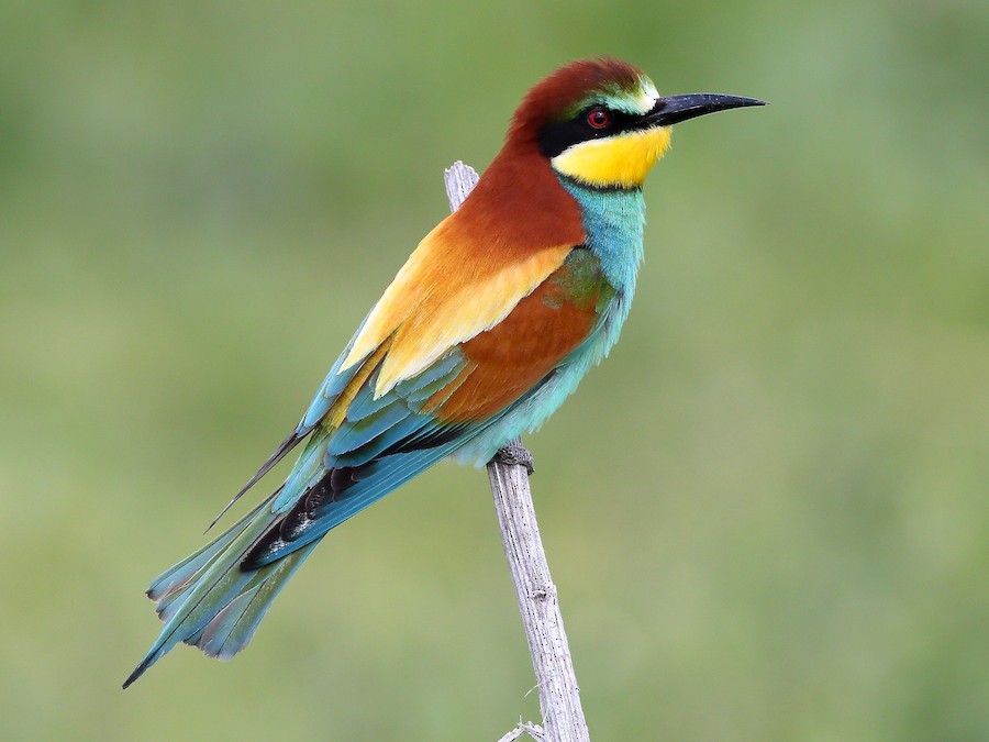 European Bee-eater - eBird