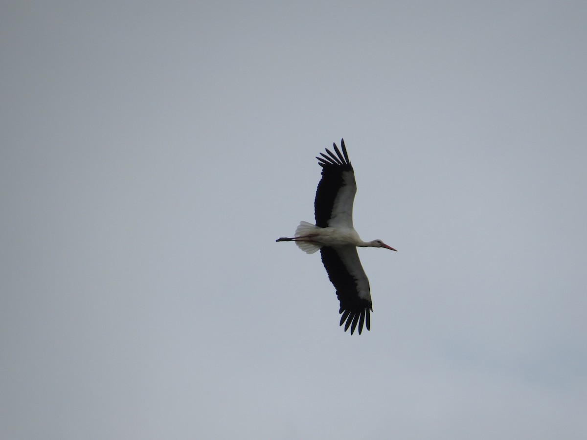 White Stork - ML255125941