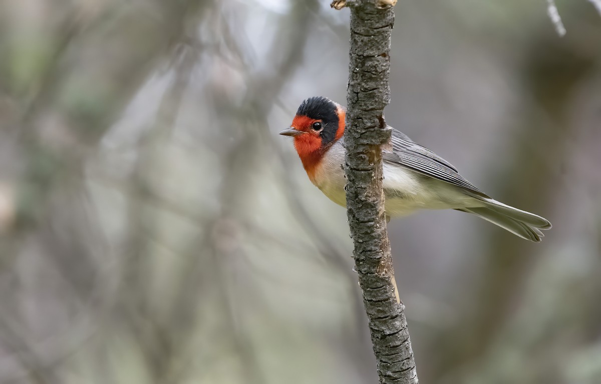Red-faced Warbler - Marky Mutchler
