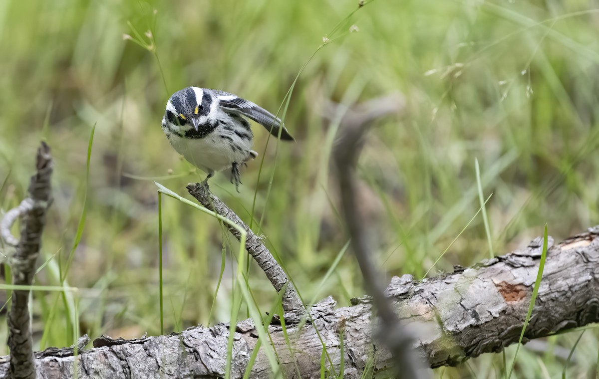 Black-throated Gray Warbler - ML255126201