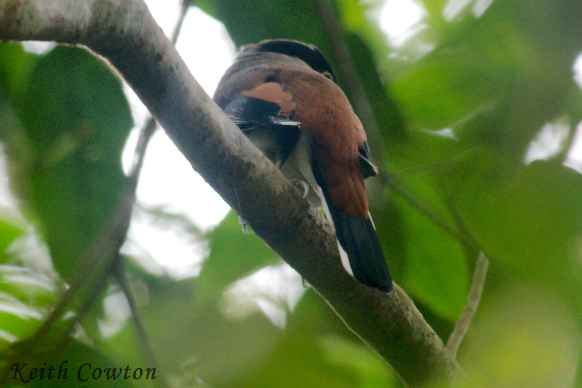 Silver-breasted Broadbill - Keith Cowton