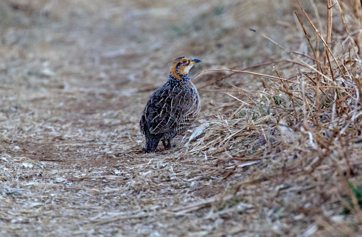 Red-winged Francolin - ML255126951