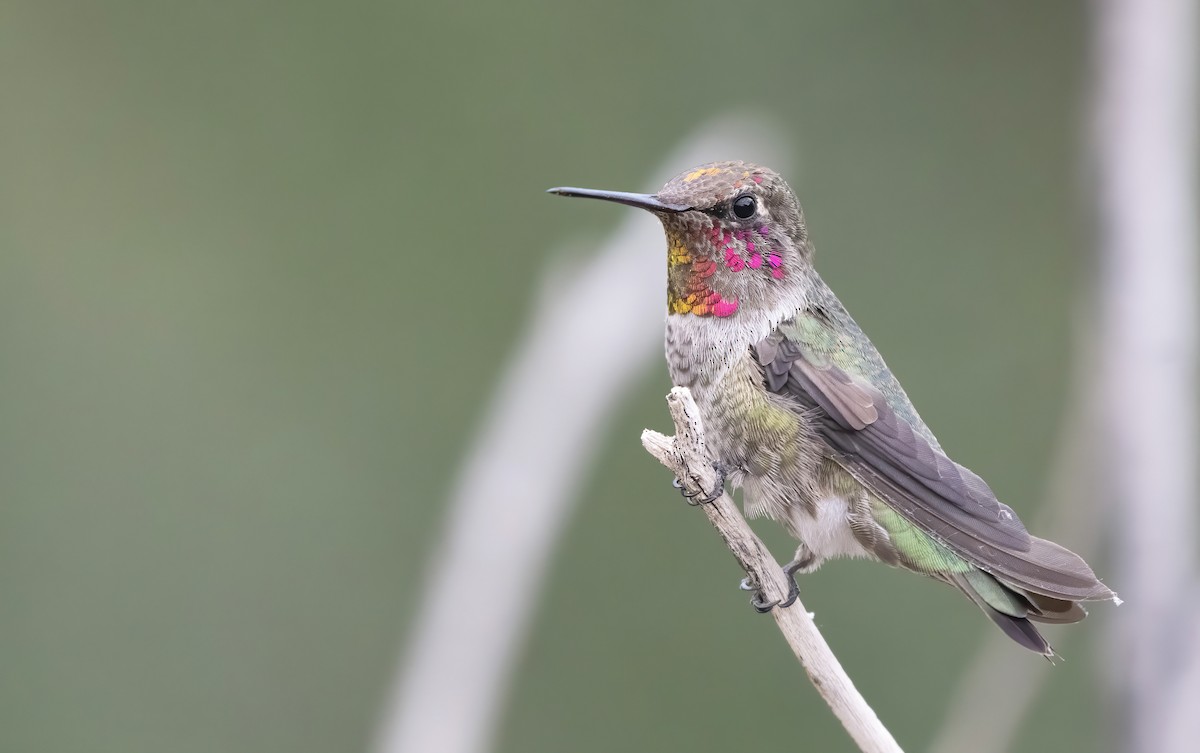 Anna's Hummingbird - Marky Mutchler