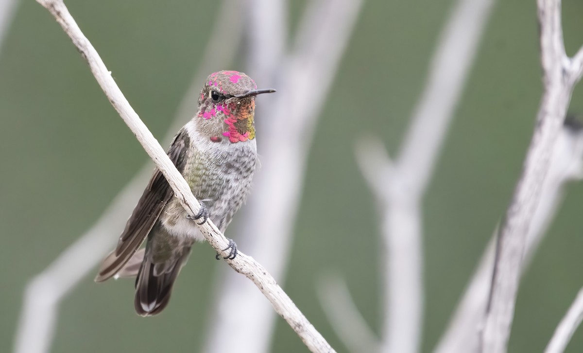 Anna's Hummingbird - ML255129251