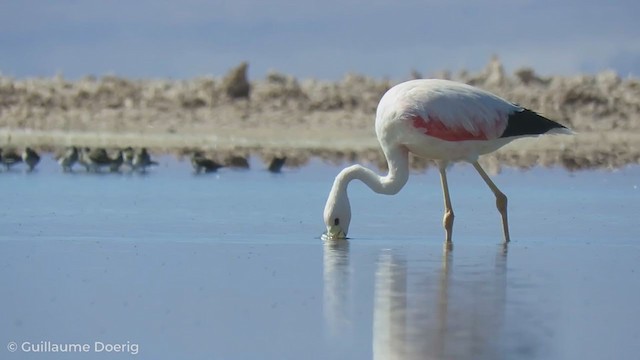 Andean Flamingo - ML255140021