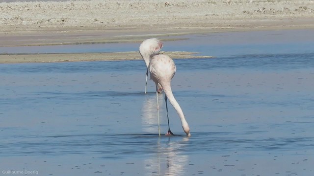 Şili Flamingosu - ML255141571