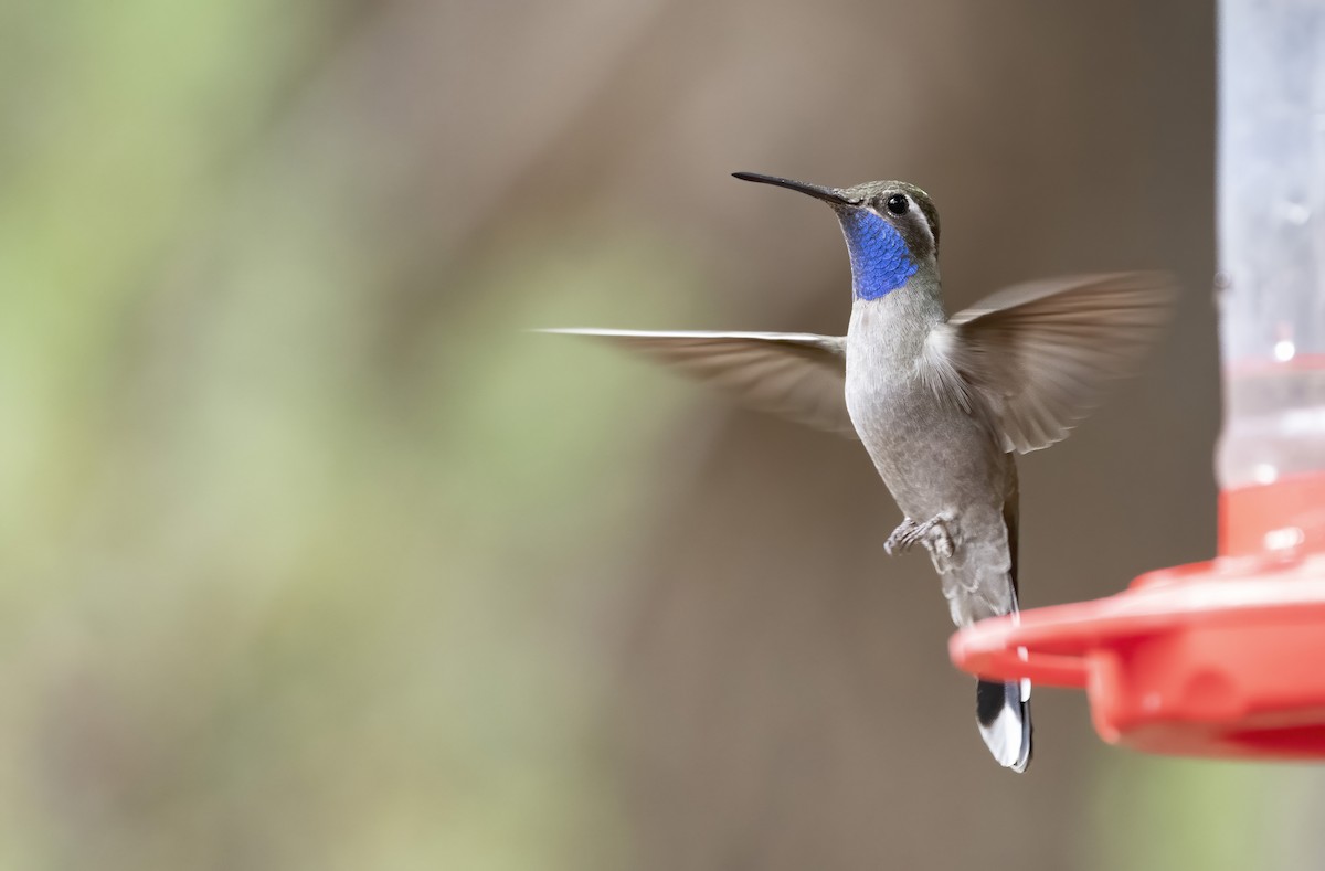 kolibřík blankytohrdlý - ML255142191
