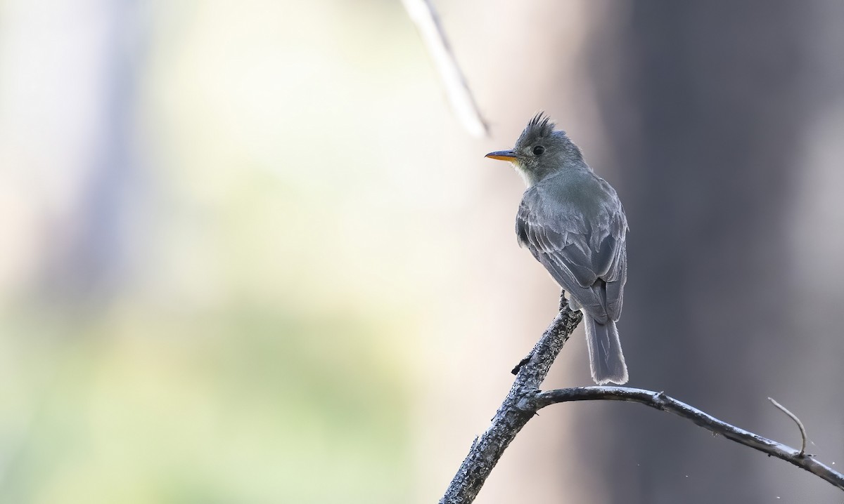 Greater Pewee - ML255142931