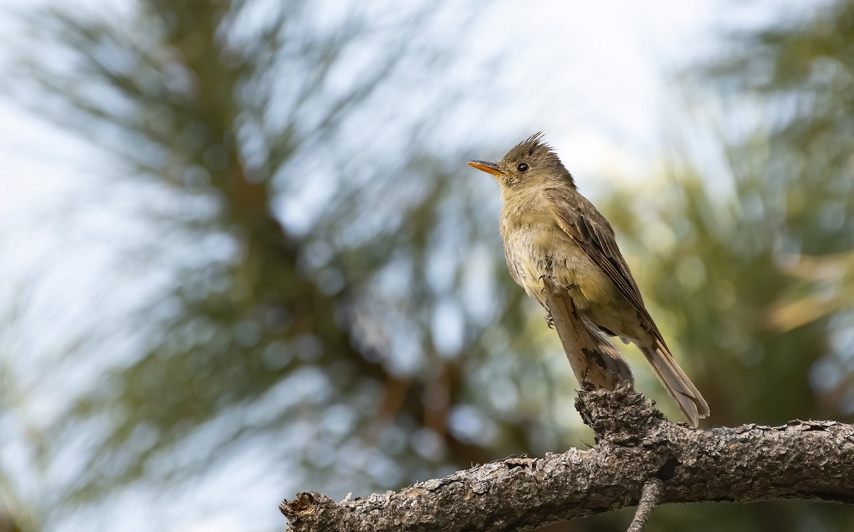 Greater Pewee - ML255142971
