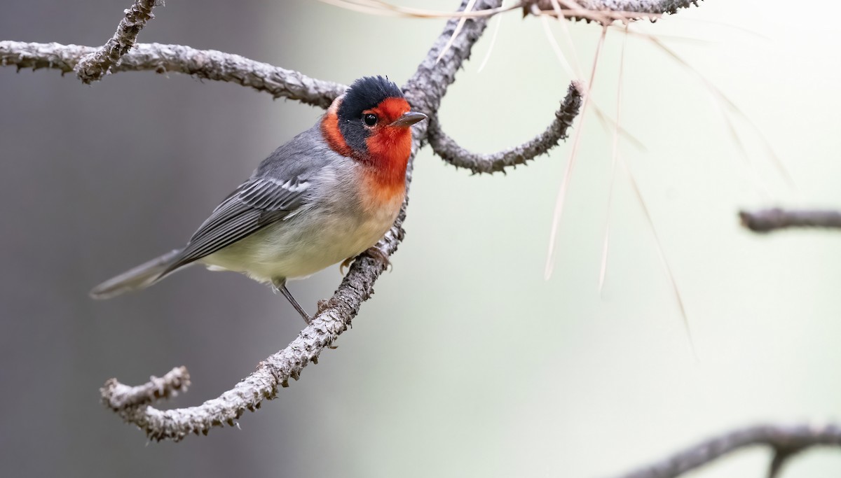 Red-faced Warbler - Marky Mutchler