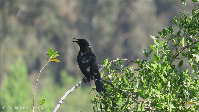 Austral Blackbird - ML255145661