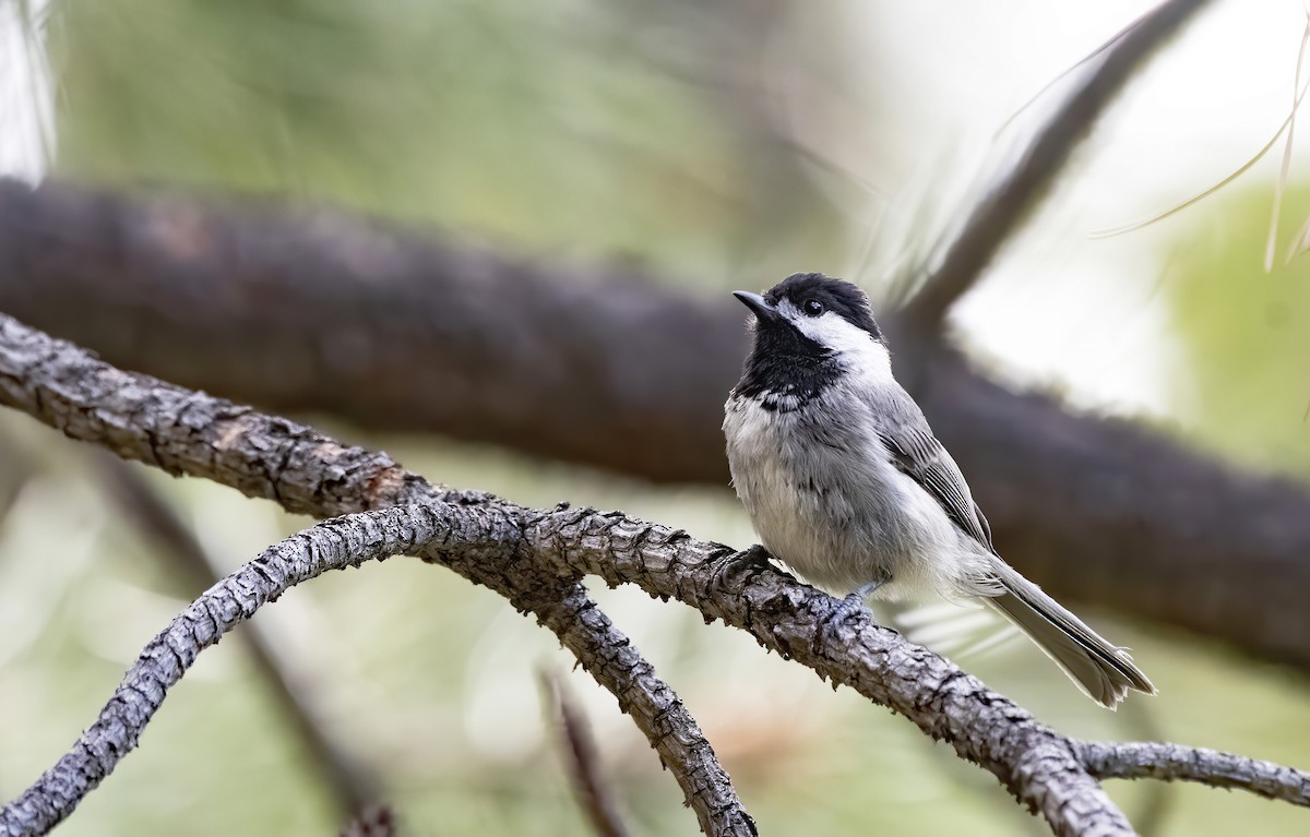 Mexican Chickadee - Marky Mutchler