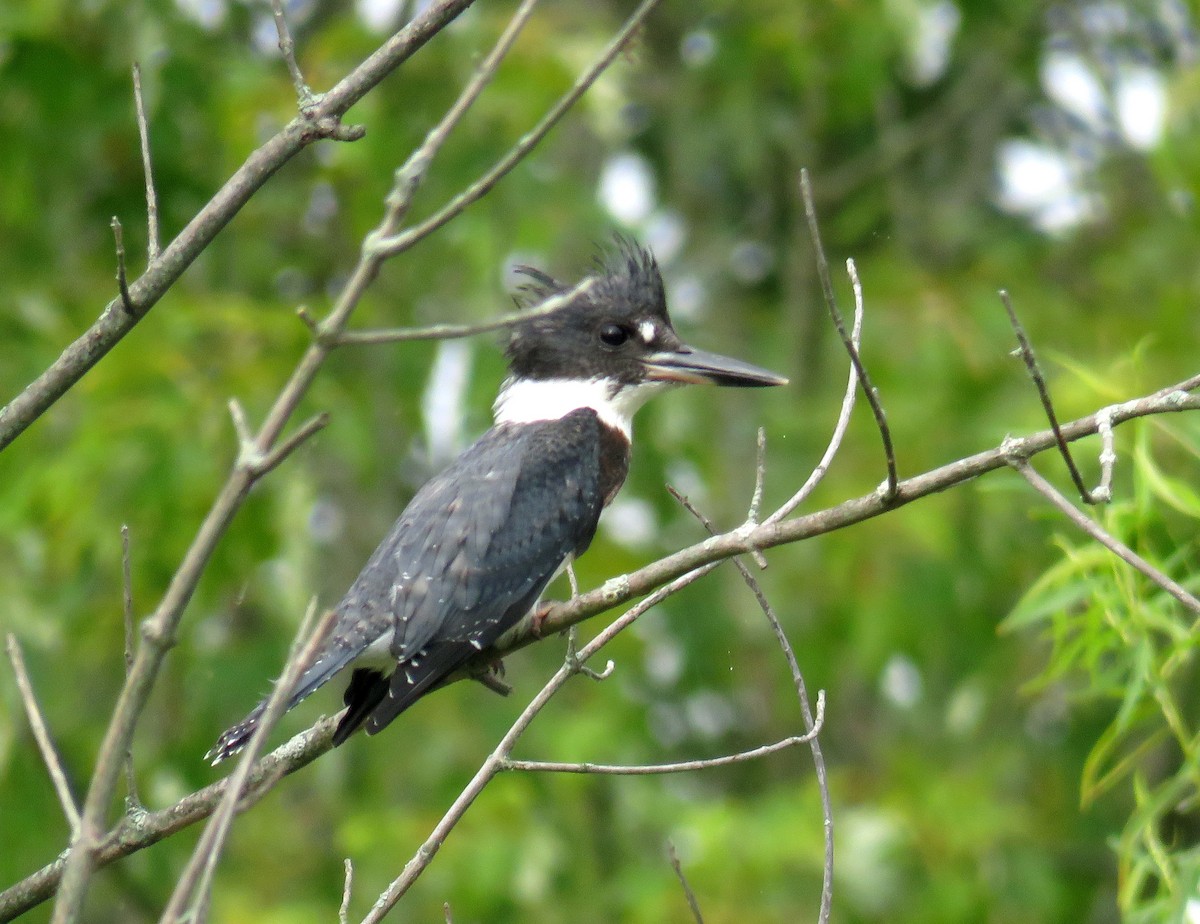 Belted Kingfisher - ML255148301