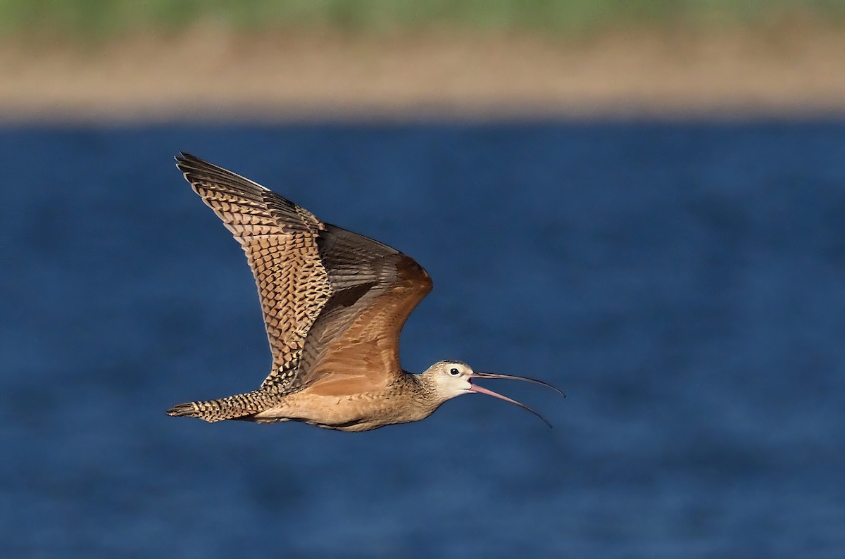 Long-billed Curlew - Andrew Spencer