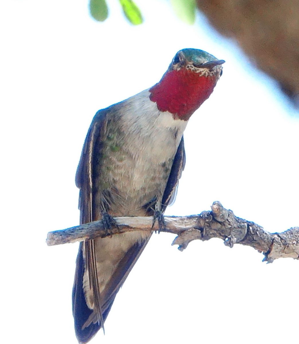 Broad-tailed Hummingbird - Carolyn Ohl, cc