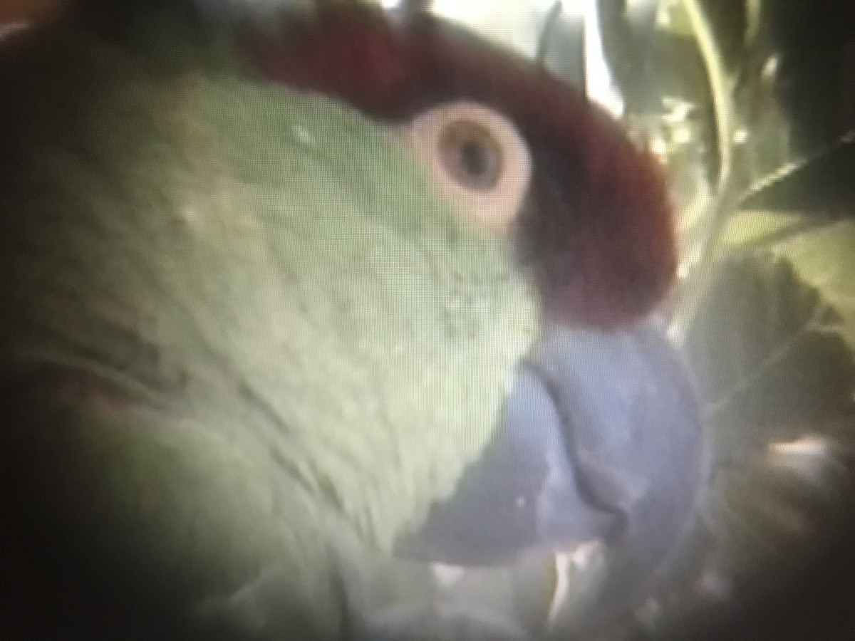 Thick-billed Parrot - ML255152531
