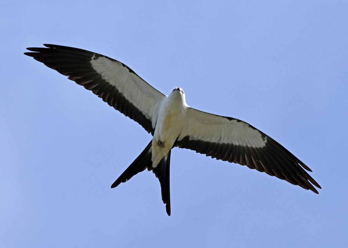 Swallow-tailed Kite - Susan Wrisley