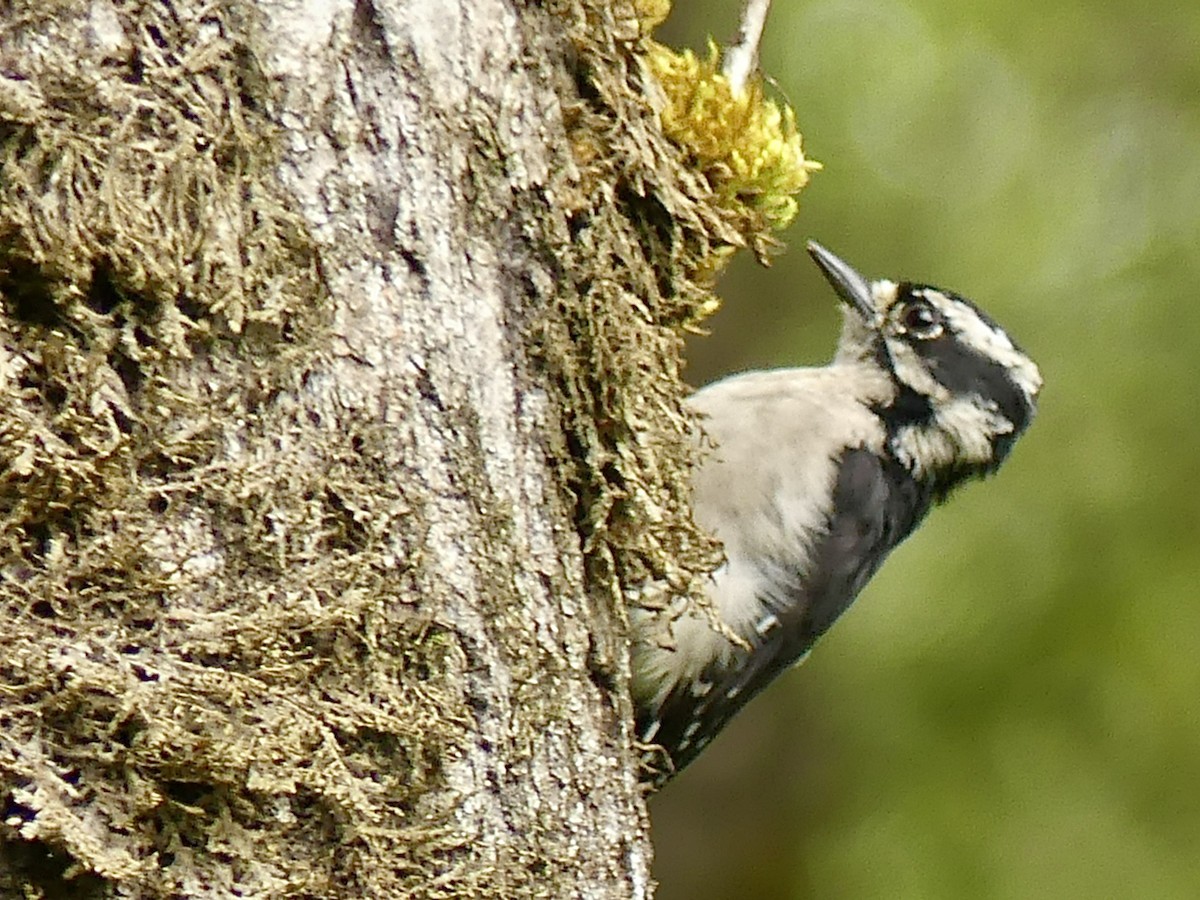 Downy Woodpecker (Pacific) - ML255154101