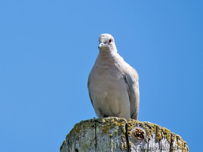 Eurasian Collared-Dove - ML255155261