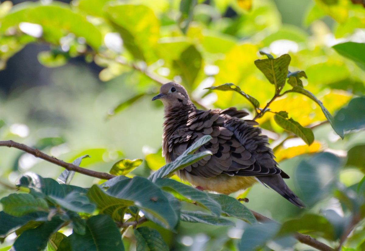 Eared Dove - Marcos Eugênio Birding Guide