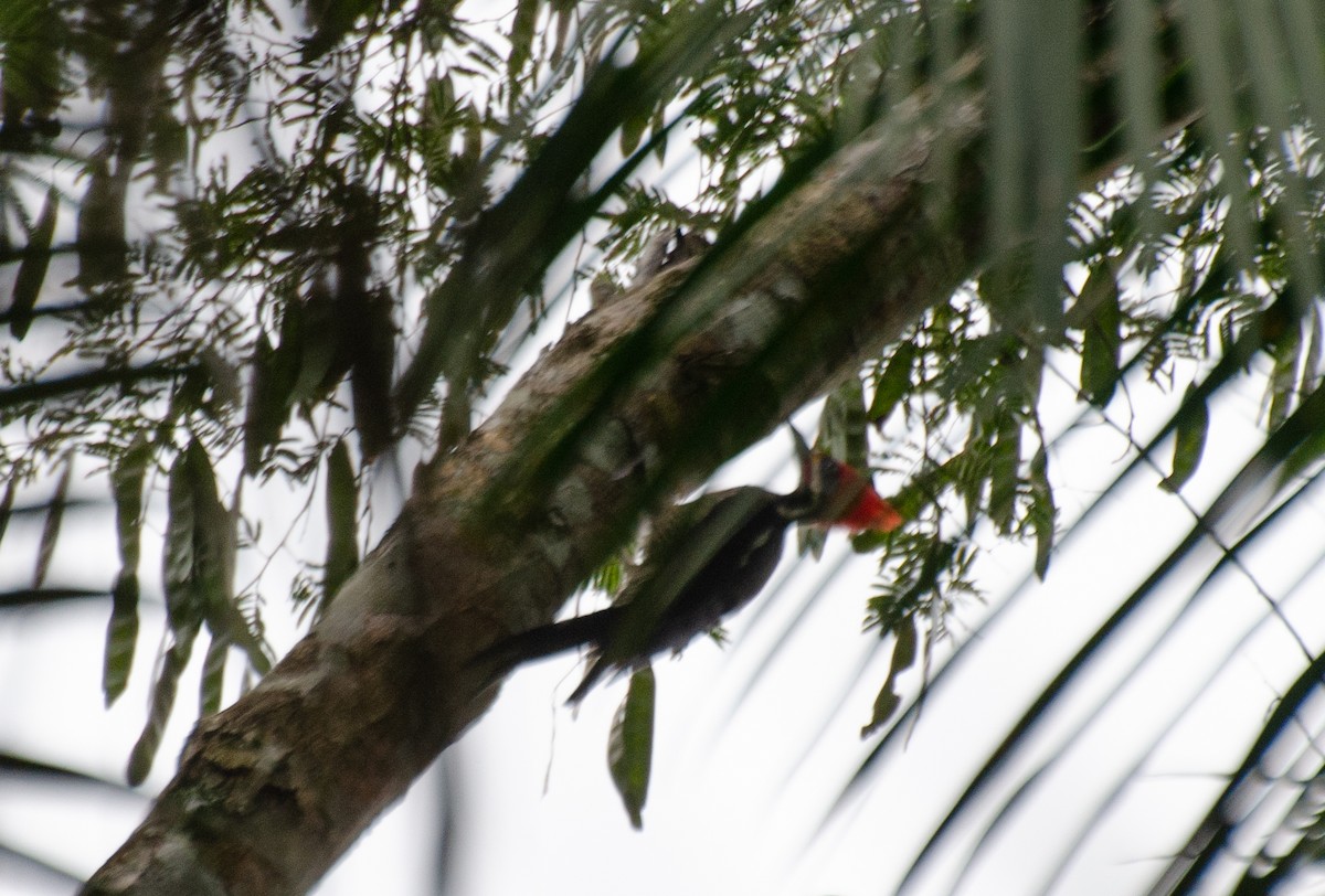 Lineated Woodpecker - Marcos Eugênio Birding Guide