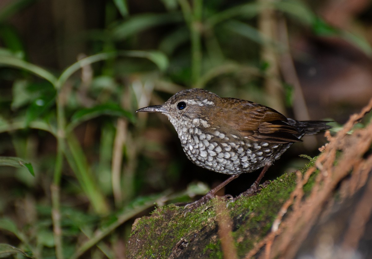Sharp-tailed Streamcreeper - Marcos Eugênio Birding Guide