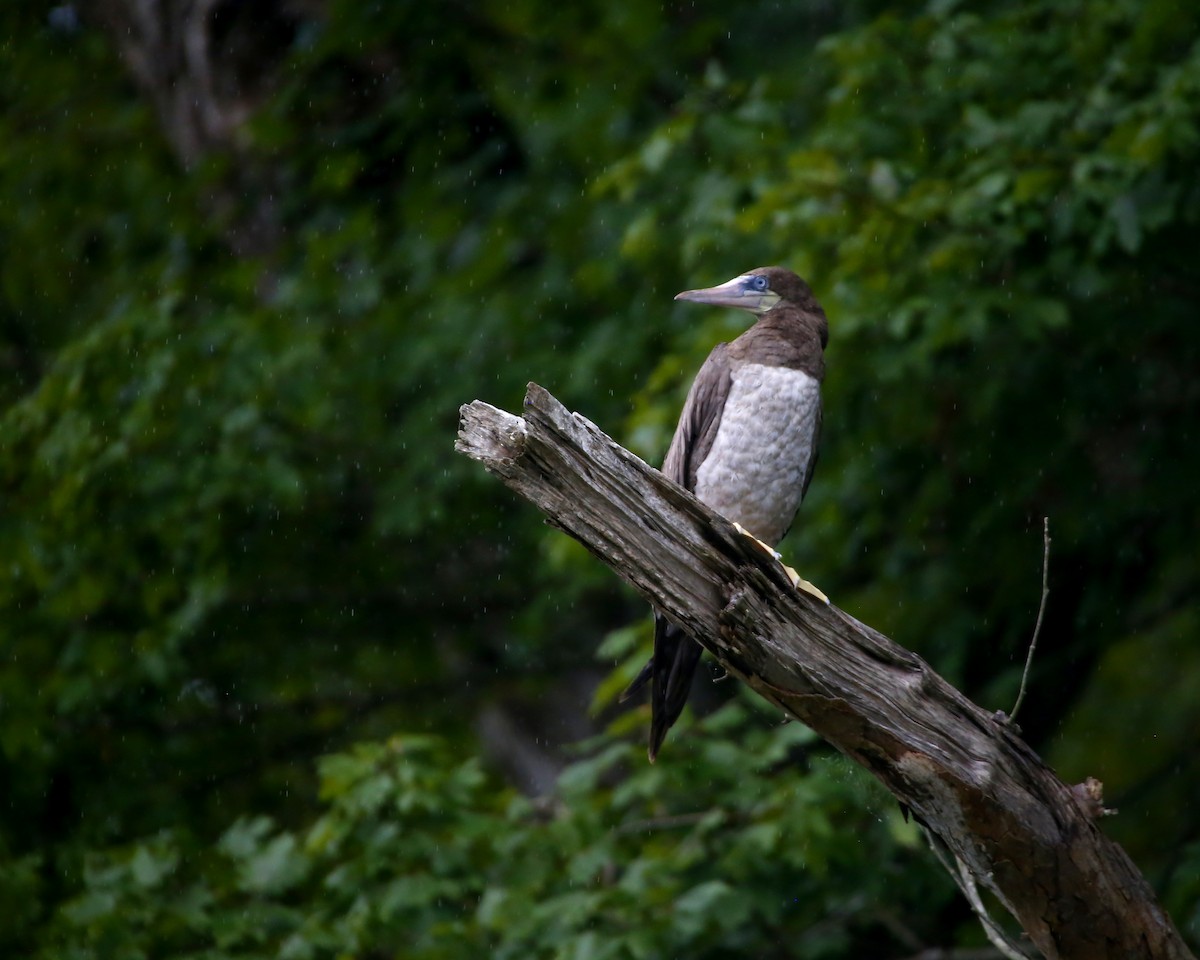 Brown Booby - ML255160411
