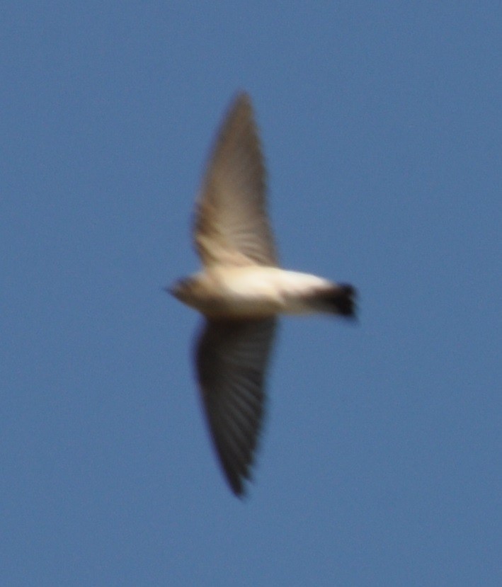 Northern Rough-winged Swallow - M.K. McManus-Muldrow