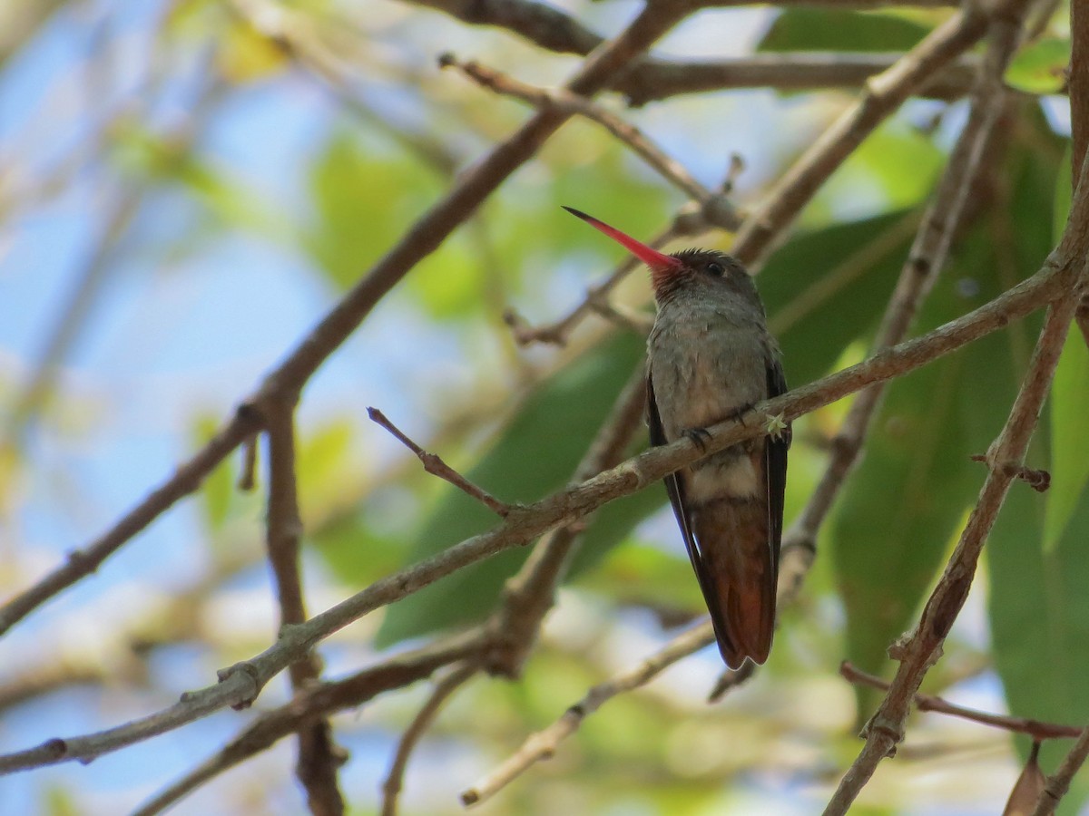 Gilded Hummingbird - ML255166571