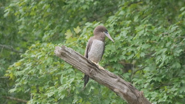 Brown Booby - ML255168411
