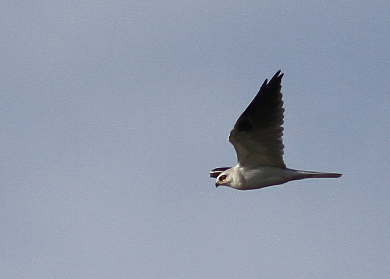 White-tailed Kite - Dick Snell