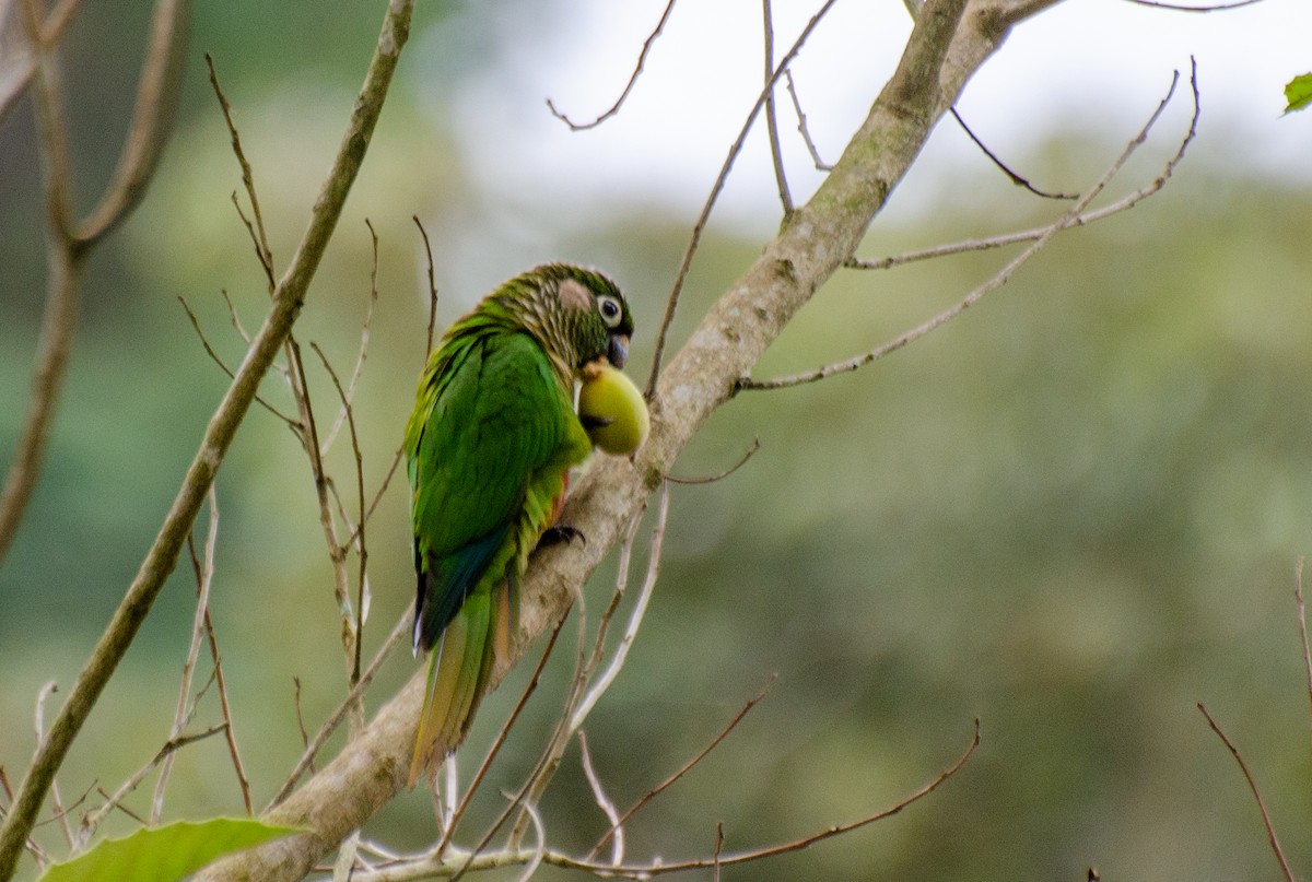 Maroon-bellied Parakeet - Marcos Eugênio Birding Guide
