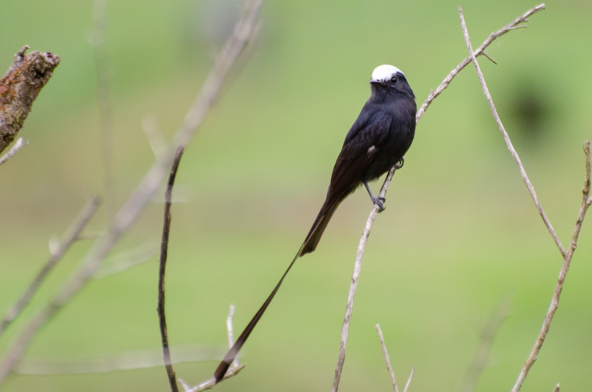 Long-tailed Tyrant - Marcos Eugênio Birding Guide