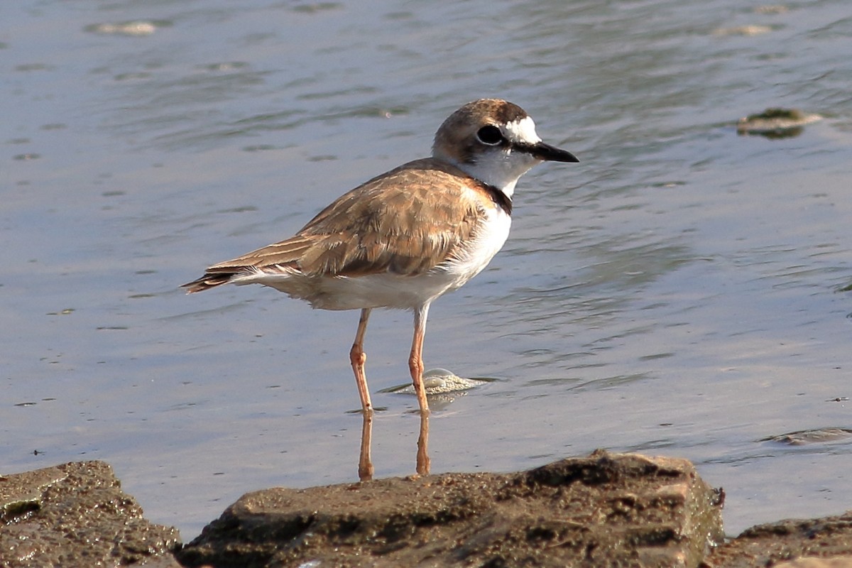 Collared Plover - ML255183051