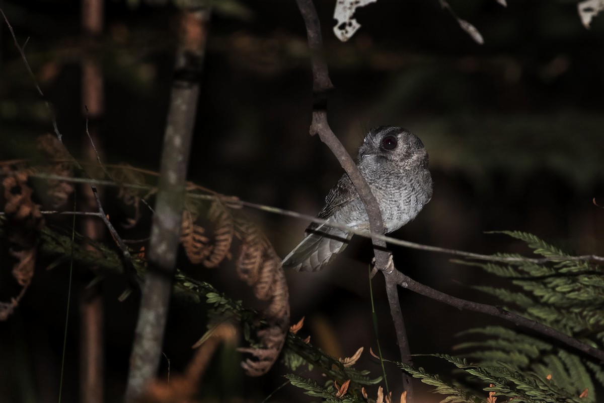 Australian Owlet-nightjar - ML255183151
