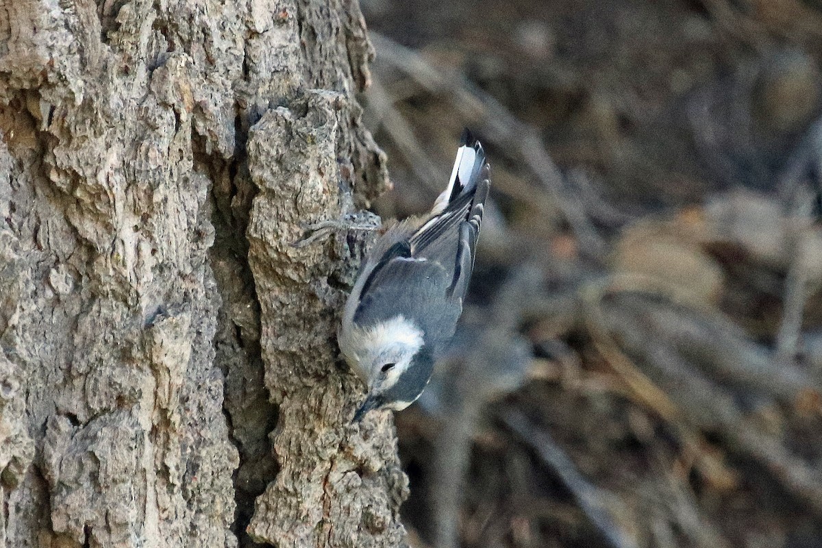 White-breasted Nuthatch - ML255183881