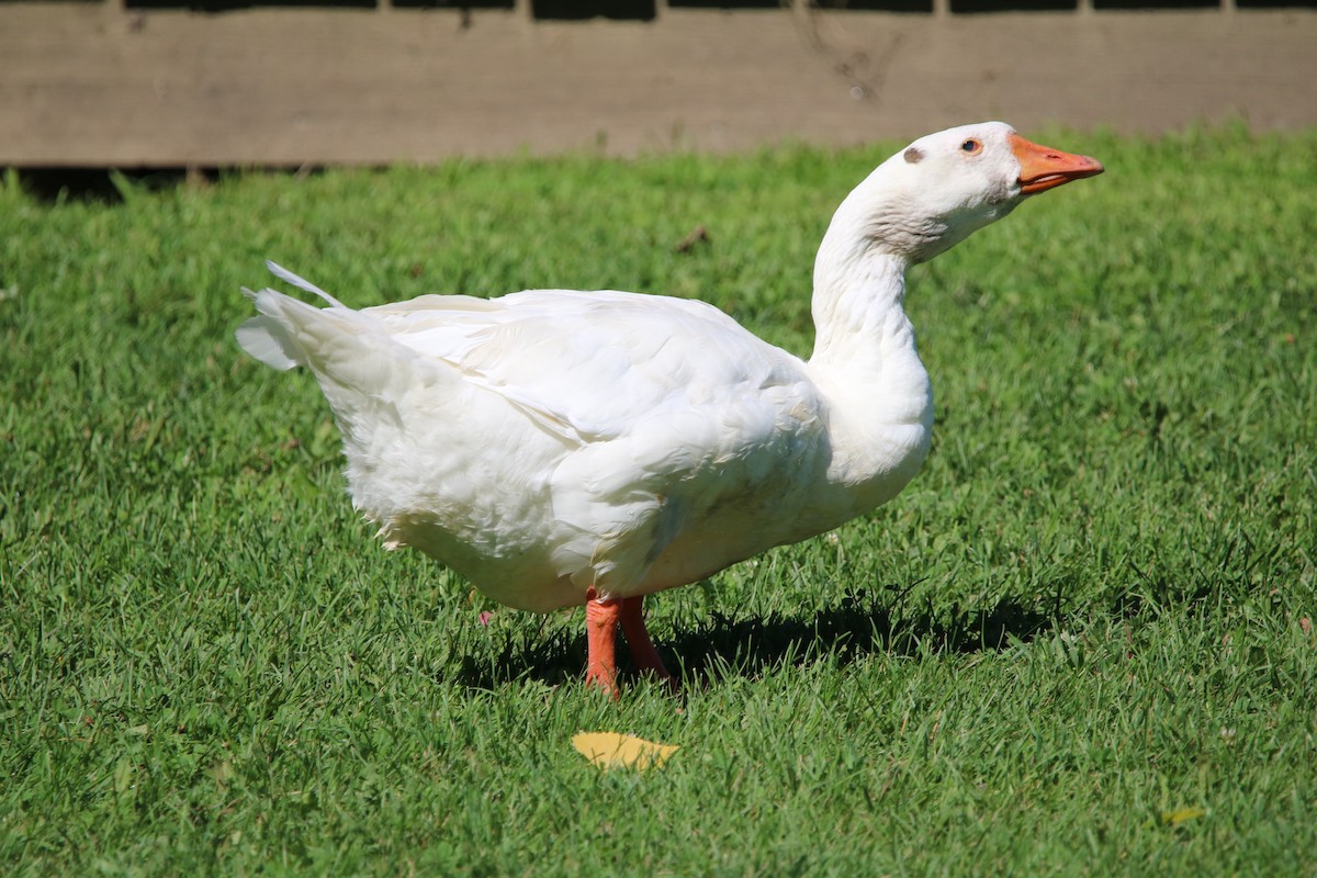 Graylag Goose (Domestic type) - ML255188581