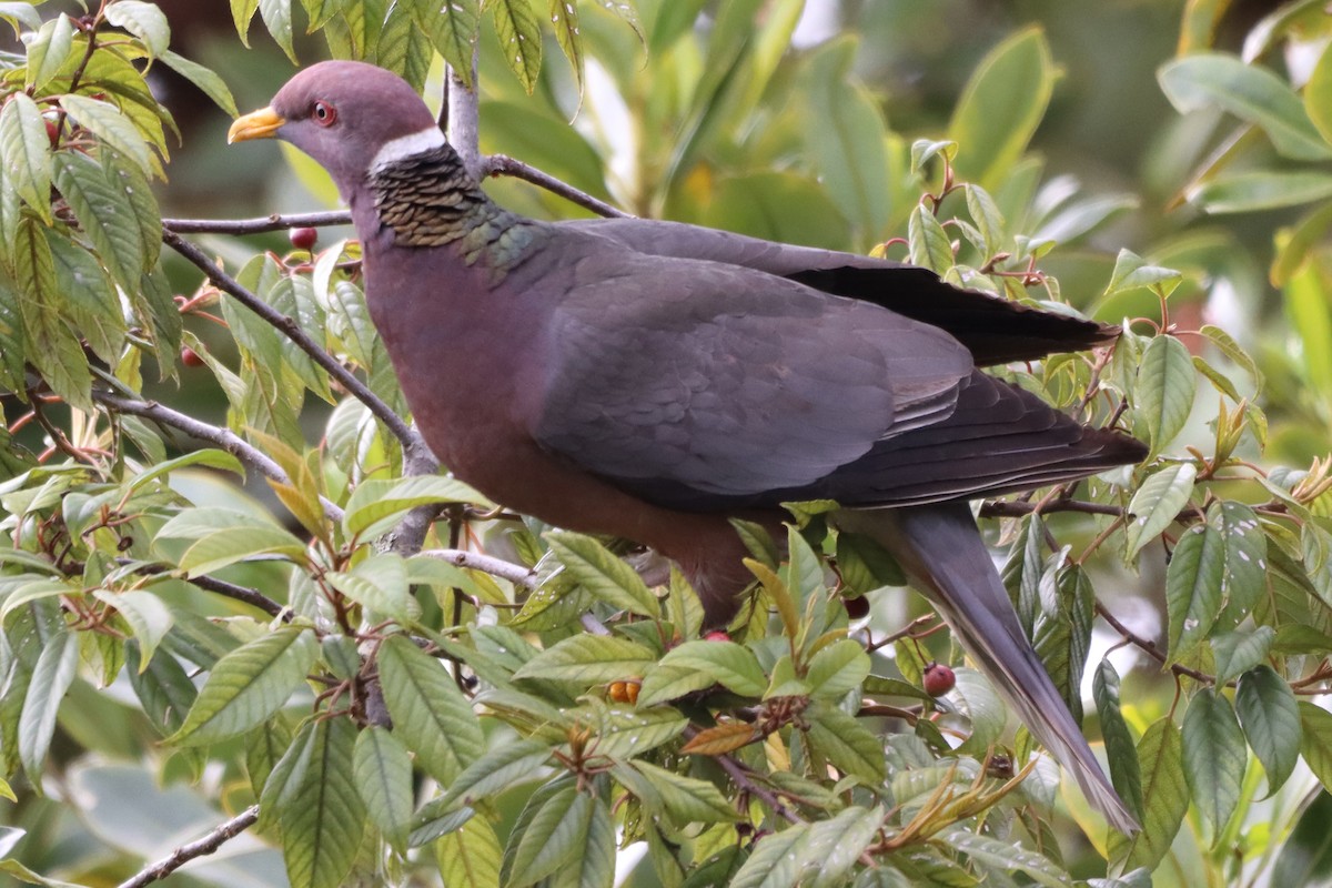 Band-tailed Pigeon - ML255189711