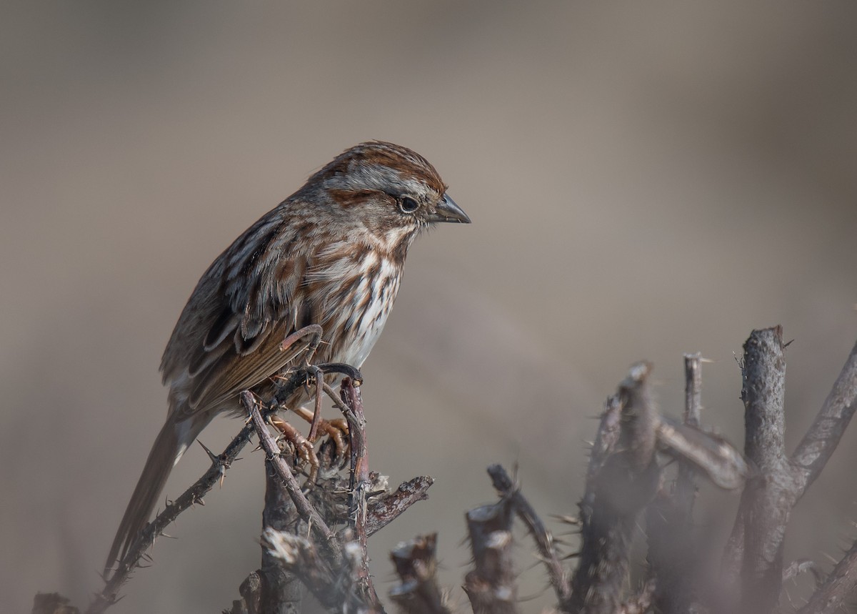 Song Sparrow - Kevin Couture