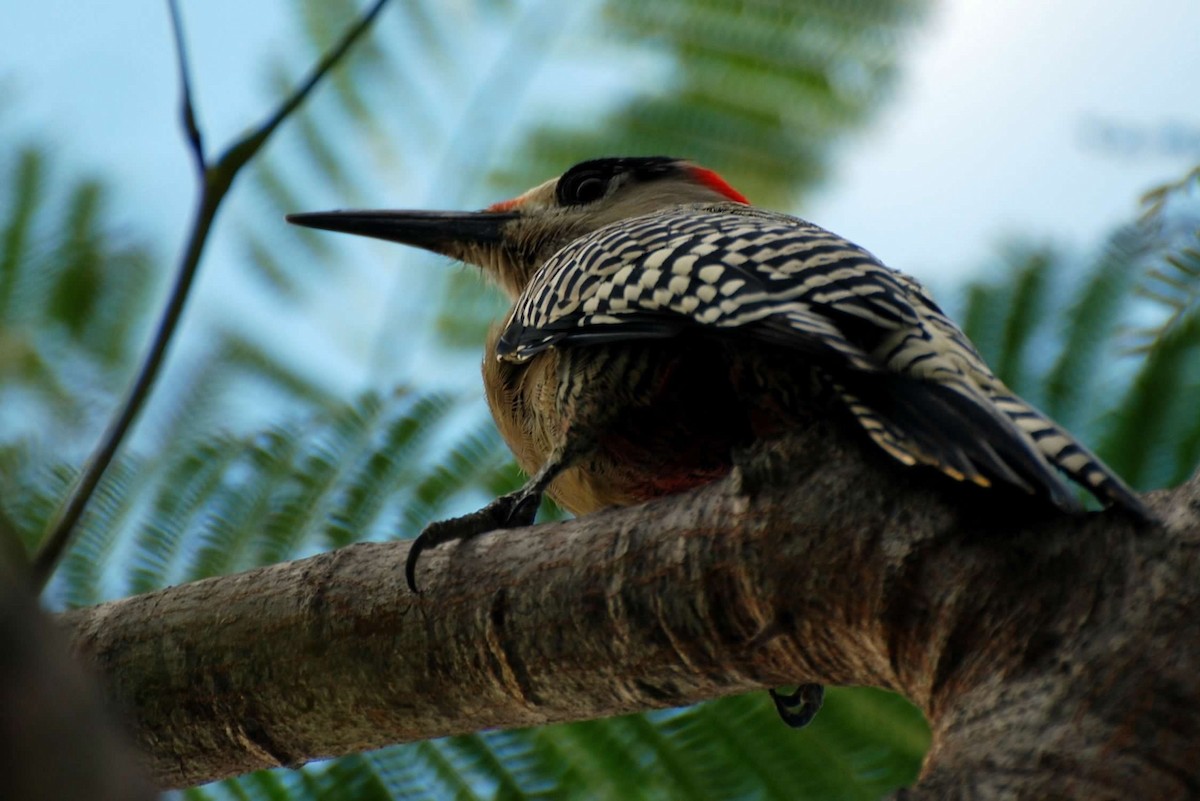 West Indian Woodpecker - ML255193931