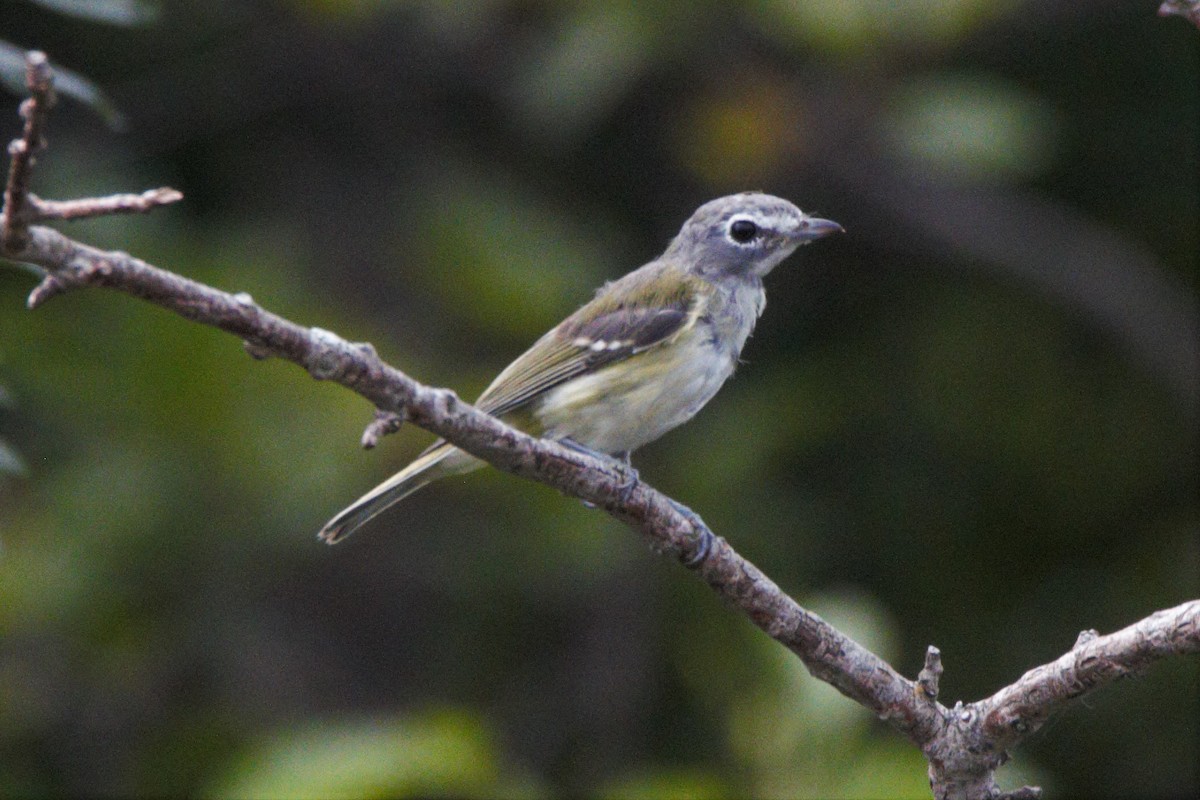 Blue-headed Vireo - Mitch (Michel) Doucet