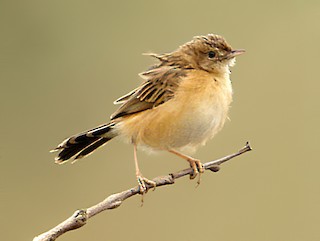  - Dambo Cisticola