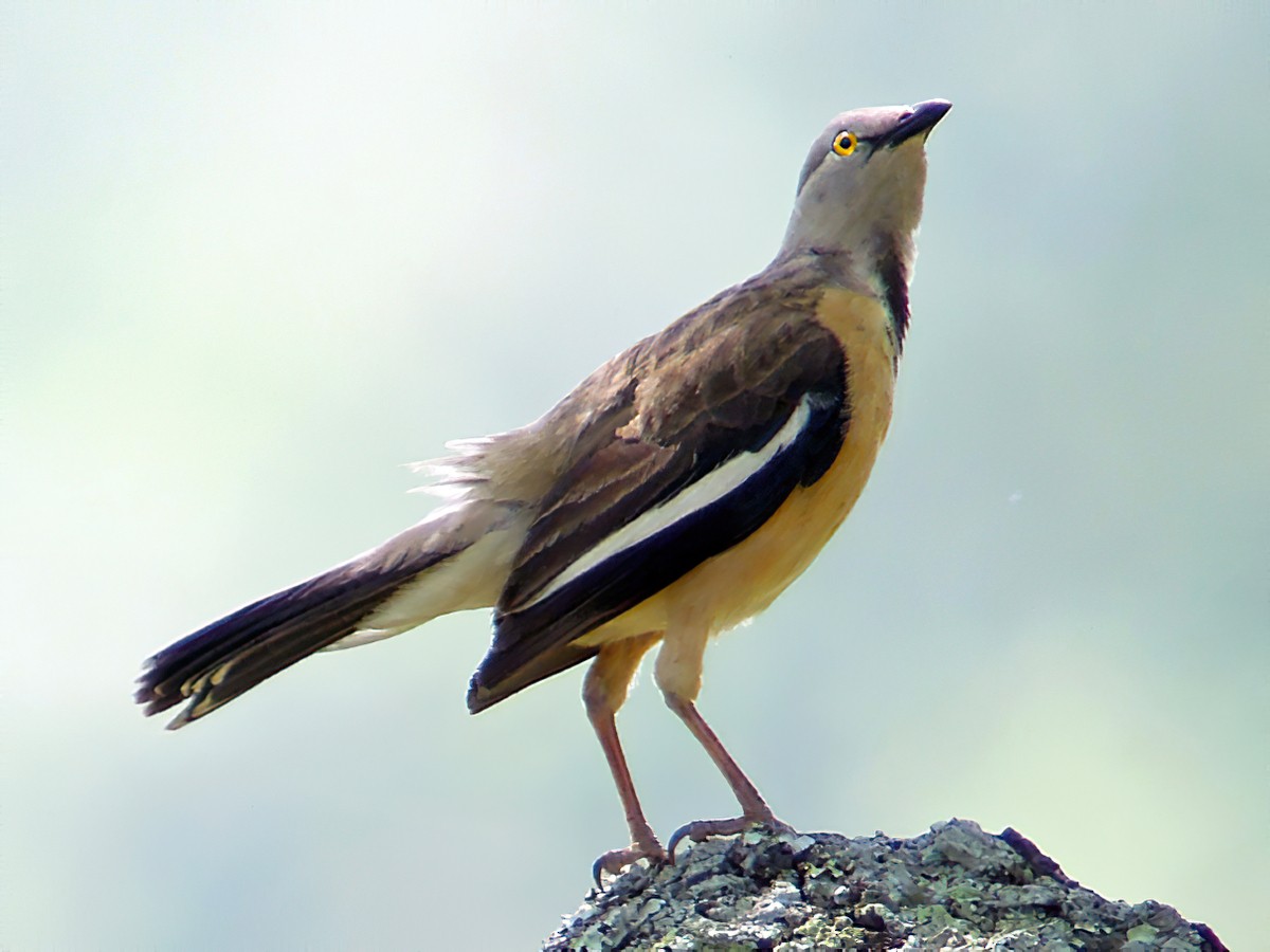 Babbling Starling - Neocichla gutturalis - Birds of the World